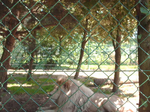 zoo olmen 017