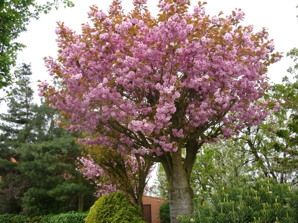 10.05.01 BENTILE.JAPANSE KERSELAAR IN VOLLE GLORIE