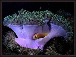 koraal met visje