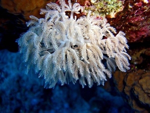 witte koraal