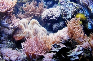koralen