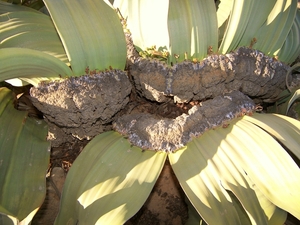 Welwitschia Mirabilis (kan 1000 jaar zijn) = levend fossiele plan