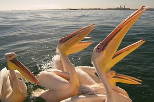 Walvisbaai pelikanen