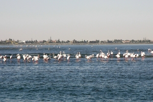 Walvisbaai flamingo's