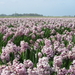 Hyacintenveld