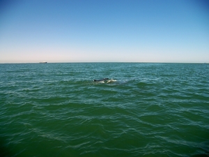 Walvisbaai dolfijnen