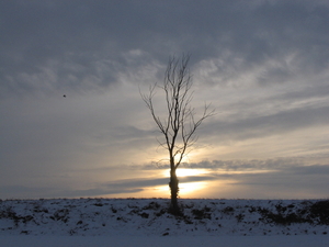 Vale winterzon achter rottende boom