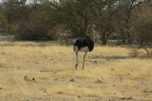 Etosha park struisvogel