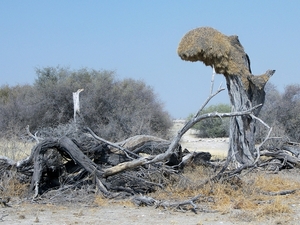 Etosha Park termieten in boomstronk