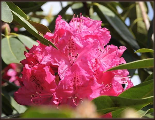 Rododendrons