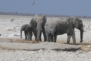 Etosha Park olifantenfamilie