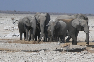 Etosha Park olifantenfamilie