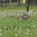 grote canadese gans
