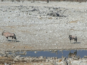 Etosha Park oryxen aan drinkplaats