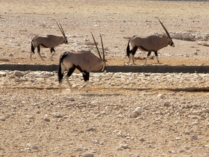 Etosha Park oryxen