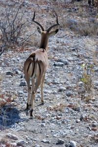 Etosha Park impala