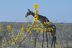 Etosha Park : giraffe