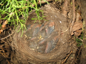 4 jonge mereltjes zijn tevreden en slapen in hun nestje