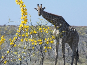 Etosha Park : giraffe