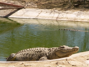 Krokodillenfarm