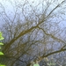 boomzicht in water.05-4