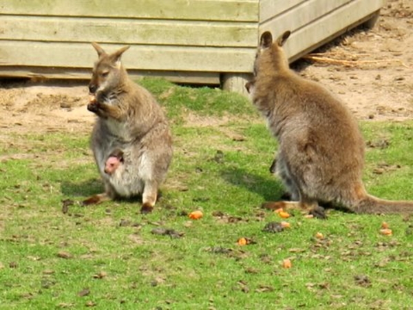 kangeroes