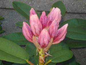 rhododendron komt stilaan open