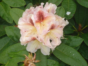 rhododendron staat open