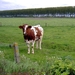de koe vond het leuk gefotografeerd te worden . hahaha