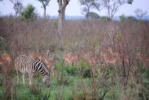 Zebra en impala