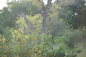 Giraf in zonlicht