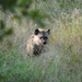 Een jonge hyena