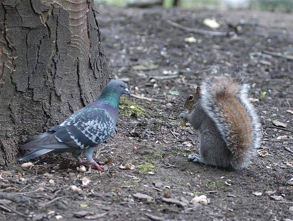 duif en eekhoorn samen