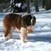 St- Bernard