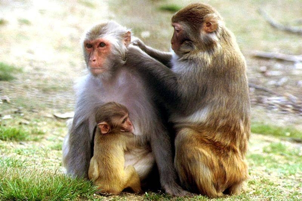 apenfamilie