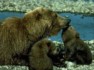 berenfamilie