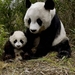 panda met jong