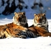 siberische tijgers
