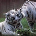 witte tijgers