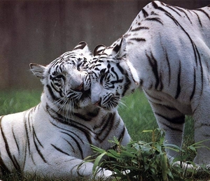 witte tijgers
