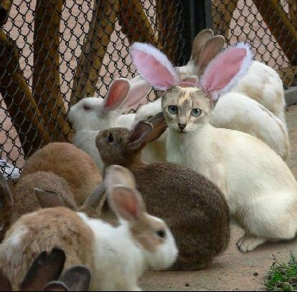 poesje met konijnenoren
