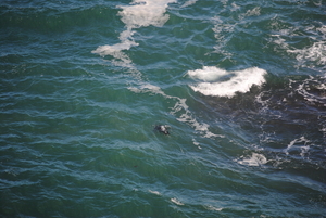 zeehond in beeld