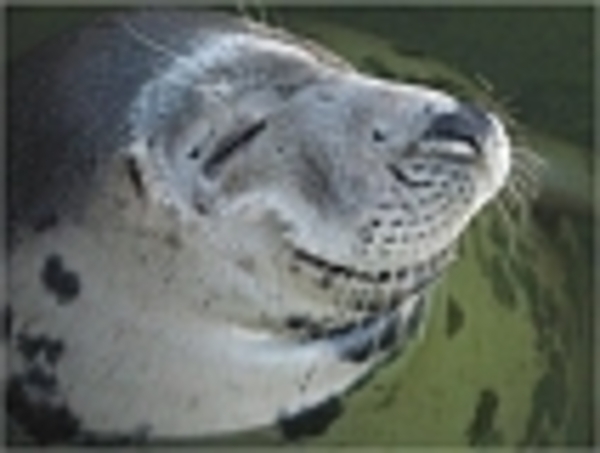 zeehond lach