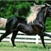 zwart paard