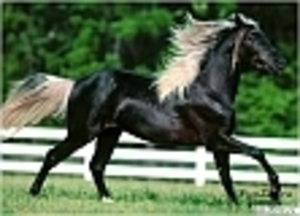 zwart paard