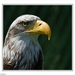 sized_Roofvogels-2355(001)