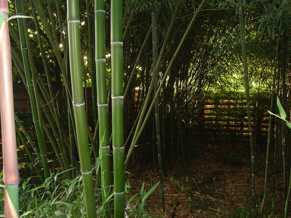 bamboe tuin