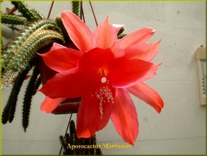 Aporocactus Martianus