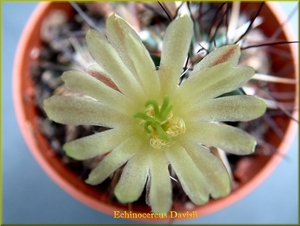 Echinocereus Davisii