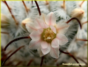 Mammillaria Perezdelarosae